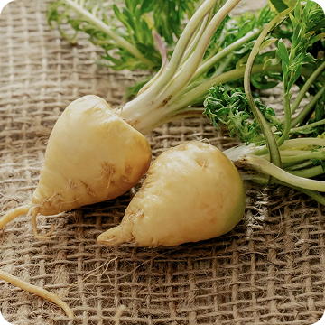 Maca Root
